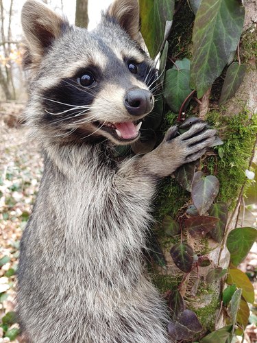 Juvenile raccoon clings to tree