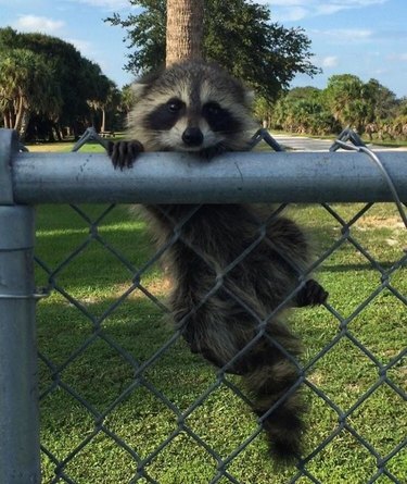 Baby raccoon hangs onto chain-link fence