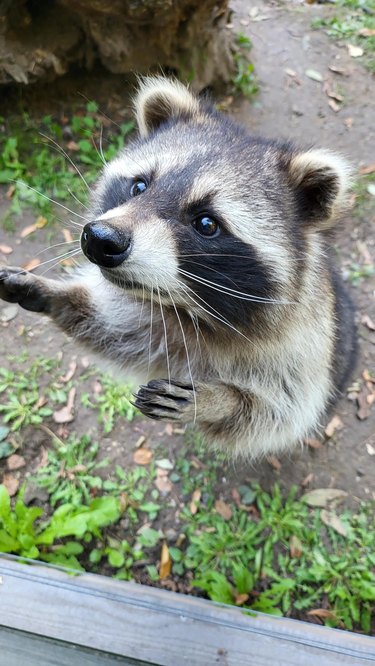 Raccoon stands on back legs to reach something