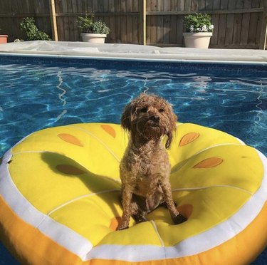 a dog on a yellow float.