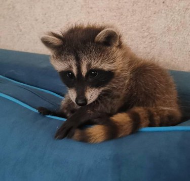 Baby raccoon on cushion