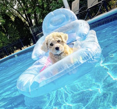 a dog on a clear chair-like floatie in a pool.