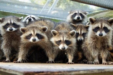 Seven juvenile raccoons face off against camera