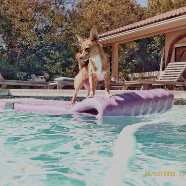 a dog standing on a pink floatie in a pool.