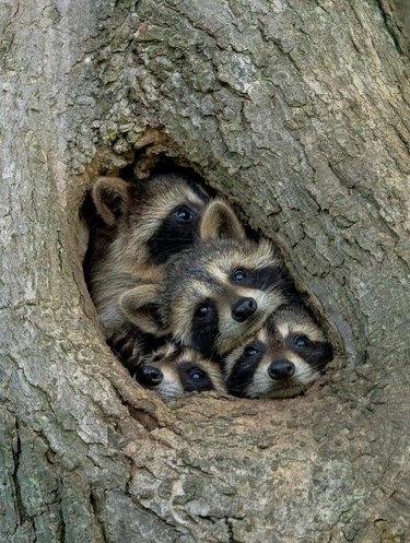 Four raccoons looking out of small hole in tree
