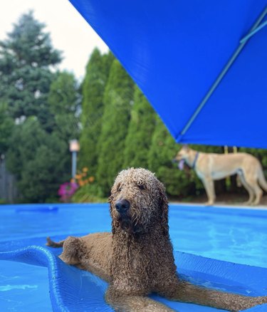 a dog lying on a blue floatie in a pool.