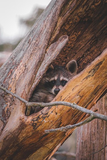 Raccoon hiding in hollow tree