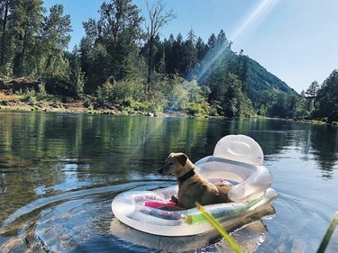 a dog on a clear floatie in a lake.
