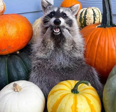Happy raccoon surrounded by pumpkins