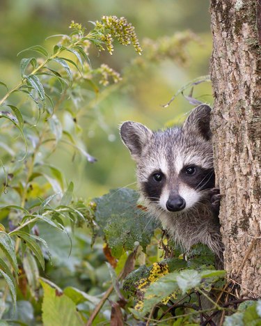 Raccoon peers out from behind tree