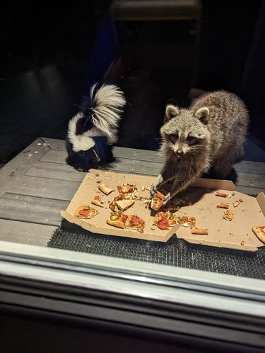 Raccoon and skunk eat snacks from pizza box
