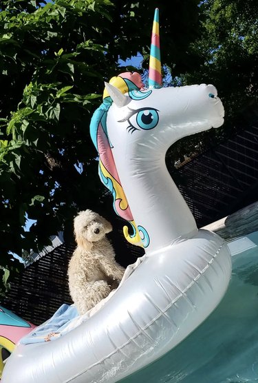 a dog on a unicorn floatie in a pool.