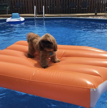 a shih tzu dog on an orange floatie in a pool.