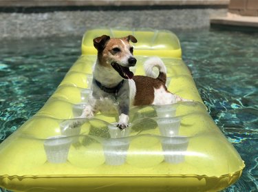 a dog lying on a yellow floatie in a pool.
