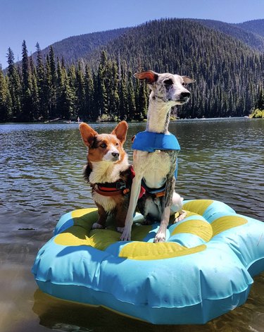 two dogs on a floatie in a lake.