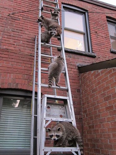 Five raccoons climb ladder leaning against brick building