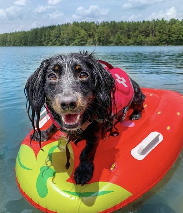 a dog on a strawberry floatie in a lake.