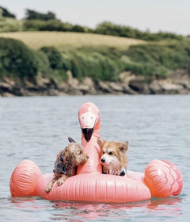 two dogs on a flamingo floatie in a lake.