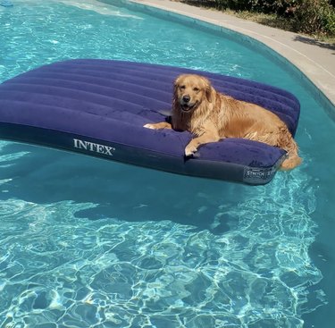 a happy golden retriever on a blue floatie.