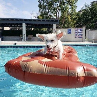a white dog on a bacon floatie in a pool.
