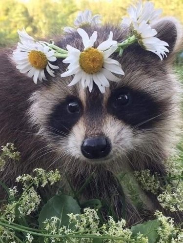 Raccoon wears crown of daisies