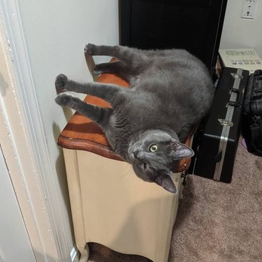 cat leans legs up against wall