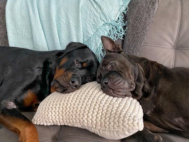 dogs share pillow