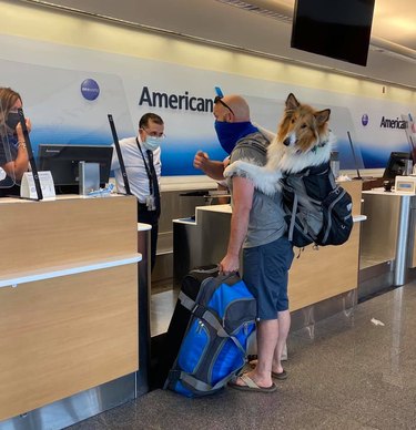 dog in backpack at airport