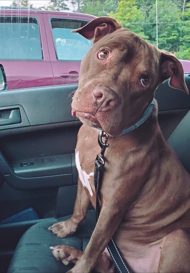 dog uses sad eyes to request chicken nuggets