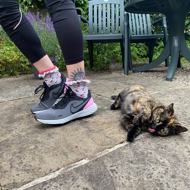 tortoiseshell cat does tongue blep