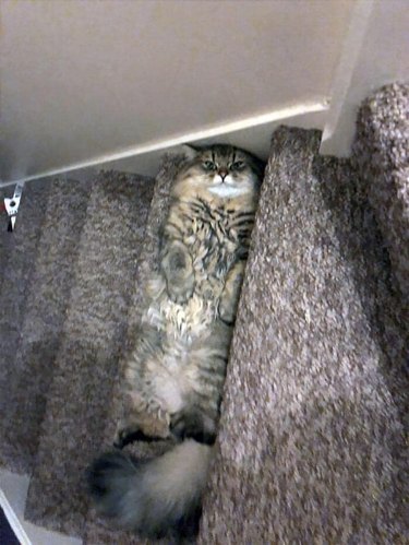 cat blending into carpet on stairs