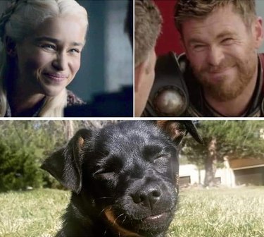 dog looks like squinting Thor meme