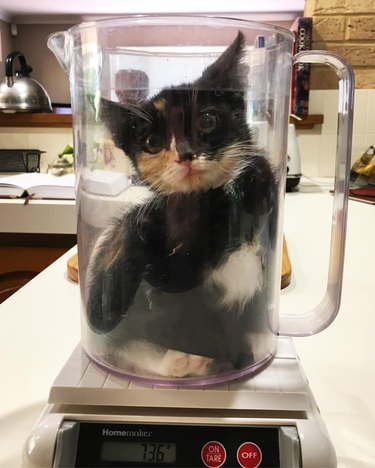 foster kitten in glass jar on scale