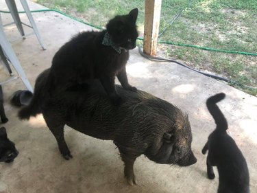 cat riding on pig