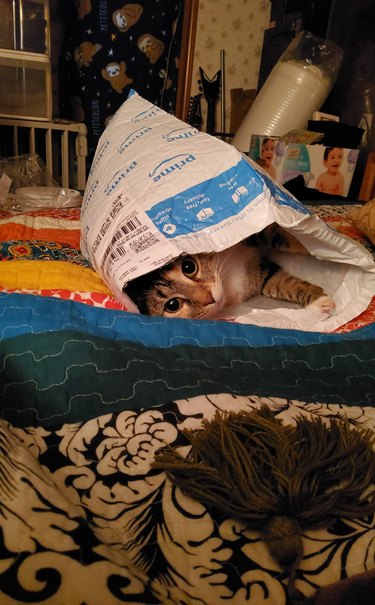 cat sleeping in Amazon prime bag