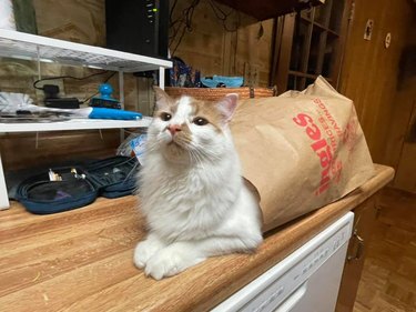 cat in paper bag looks like snail