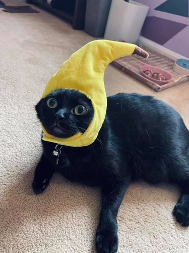 cat in banana hat