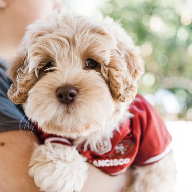 dog in 49ers jersey