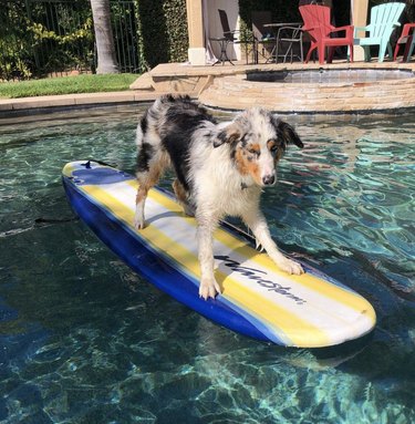 dog on surfboard in pool