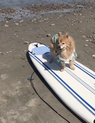 dog on surfboard