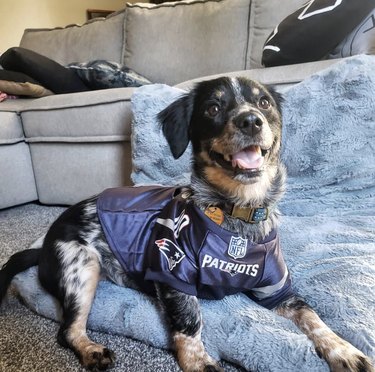dog in patriots jersey