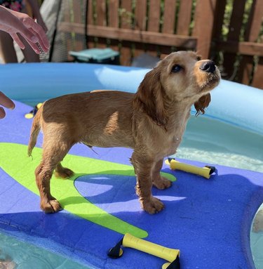 dog on surfboard in kiddie pool