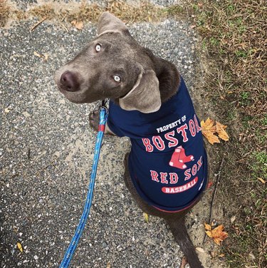 dog in Red Sox jersey