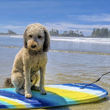 dog on surfboard