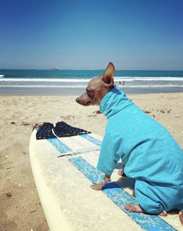 dog on surfboard on sand