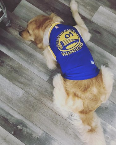 dog in warriors jersey