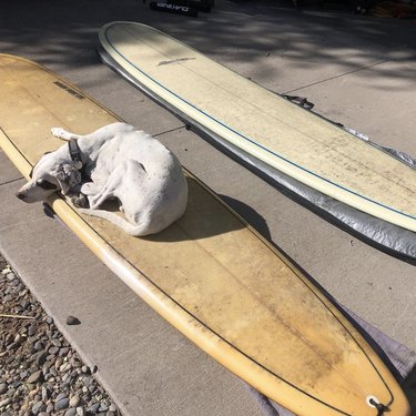 dog sleeping on surfboard