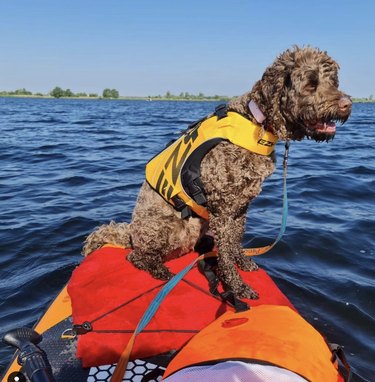 dog on surfboard