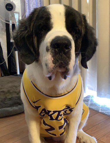 dog lakers jersey