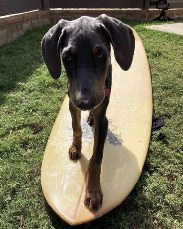 dog on surfboard on grass